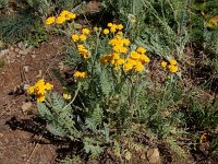 Tanacetum aureum 2, Saxifraga-Ed Stikvoort