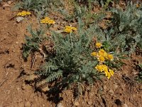 Tanacetum aureum 5, Saxifraga-Ed Stikvoort