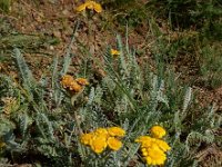 Tanacetum aureum 6, Saxifraga-Ed Stikvoort