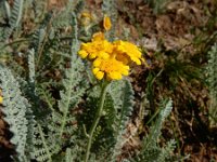 Tanacetum aureum 7, Saxifraga-Ed Stikvoort