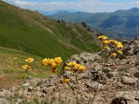 Tanacetum aureum 9, Saxifraga-Ed Stikvoort