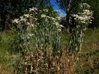 Tanacetum balsamitoides