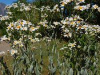 Tanacetum balsamitoides 2, Saxifraga-Ed Stikvoort