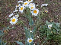 Tanacetum balsamitoides 3, Saxifraga-Ed Stikvoort