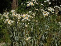 Tanacetum balsamitoides 4, Saxifraga-Ed Stikvoort