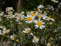 Tanacetum balsamitoides 5, Saxifraga-Ed Stikvoort