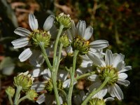 Tanacetum balsamitoides 6, Saxifraga-Ed Stikvoort