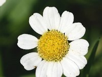 Tanacetum parthenium 13, Moederkruid, Saxifraga-Sonja Bouwman