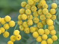 Tanacetum vulgare 41, Boerenwormkruid, Saxifraga-Tom Heijnen