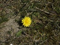 Taraxacum erythrospermum 1, Duinpaardenbloem, Saxifraga-Jan van der Straaten