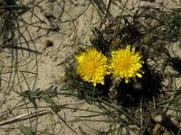 Taraxacum erythrospermum 2, Duinpaardenbloem, Saxifraga-Jan van der Straaten