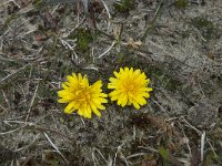 Taraxacum erythrospermum 3, Duinpaardenbloem, Saxifraga-Willem van Kruijsbergen