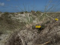 Taraxacum erythrospermum 4, Duinpaardenbloem, Saxifraga-Willem van Kruijsbergen