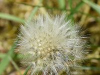 Taraxacum laevigatum 10, Zandpaardenbloem, Saxifraga-Sonja Bouwman  926. Zandpaardenbloem - Taraxacum laevigatum - Asteraceae familie (i)