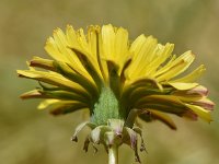 Taraxacum laevigatum 12, Zandpaardenbloem, Saxifraga-Sonja Bouwman  926. Zandpaardenbloem - Taraxacum laevigatum - Asteraceae familie (i)