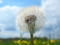 Taraxacum officinale 82, Paardenbloem, Saxifraga-Hans Dekker