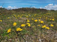 Taraxacum officinale 83, Paardenbloem, Saxifraga-Hans Dekker