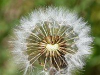 Taraxacum officinale 84, Paardenbloem, Saxifraga-Sonja Bouwman