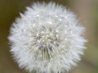 Taraxacum officinale 86, Paardenbloem, Saxifraga-Tom Heijnen