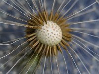 Taraxacum officinale 88, Paardenbloem, Saxifraga-Tom Heijnen