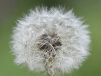 Taraxacum officinale 90, Paardenbloem, Saxifraga-Tom Heijnen