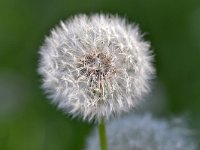 Taraxacum officinale 91, Paardenbloem, Saxifraga-Tom Heijnen