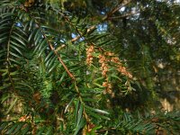 Taxus baccata 10, Taxus, Saxifraga-Ed Stikvoort