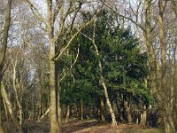 Taxus baccata 11, Taxus, Saxifraga-Ed Stikvoort