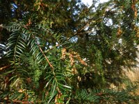 Taxus baccata 12, Taxus, Saxifraga-Ed Stikvoort