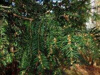 Taxus baccata 13, Taxus, Saxifraga-Ed Stikvoort