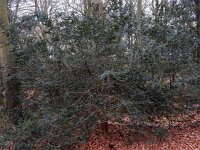 Taxus baccata 9, Taxus, Saxifraga-Ed Stikvoort