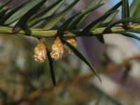 Taxus baccata 2, Taxus, Saxifraga-Jan van der Straaten