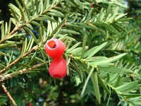 Taxus baccata 3, Taxus, Saxifraga-Jasenka Topic