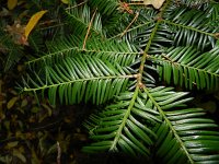 Taxus baccata 5, Taxus, Saxifraga-Rutger Barendse