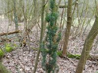 Taxus baccata 7, Taxus, Saxifraga-Rutger Barendse