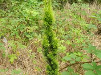 Taxus baccata 8, Taxus, Saxifraga-Rutger Barendse