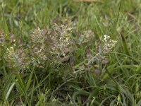 Teesdalia coronopifolia