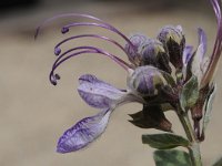 Teucrium aroanium