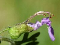 Teucrium botrys 12, Trosgamander, Saxifraga-Sonja Bouwman  967. Trosgamander - Teucrium botrys - Lamiaceae familie (i)