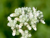 Teucrium capitatum