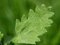 Teucrium chamaedrys 23, Echte gamander, Saxifraga-Sonja Bouwman  605. Echte gamander - Teucrium chamaedrys - Lamiaceae familie (i)