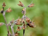 Teucrium flavum