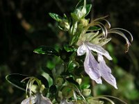 Teucrium fruticans 14, Saxifraga-Ed Stikvoort