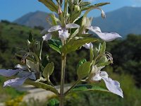 Teucrium fruticans 16, Saxifraga-Ed Stikvoort