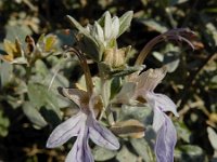 Teucrium fruticans 17, Saxifraga-Ed Stikvoort