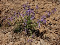 Teucrium orientale 4, Saxifraga-Ed Stikvoort