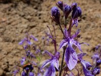 Teucrium orientale 5, Saxifraga-Ed Stikvoort