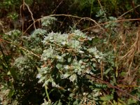 Teucrium polium 14, Saxifraga-Ed Stikvoort