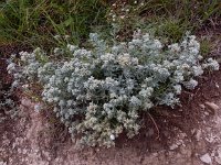 Teucrium polium 15, Saxifraga-Ed Stikvoort