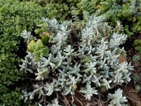 Teucrium polium ssp vicentinum 13, Saxifraga-Ed Stikvoort